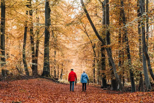 Couple walking through autumn forest, New England