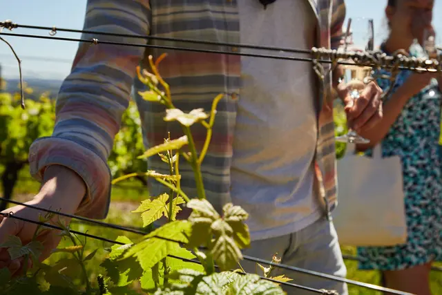 Visitors exploring a vineyard and tasting wine.