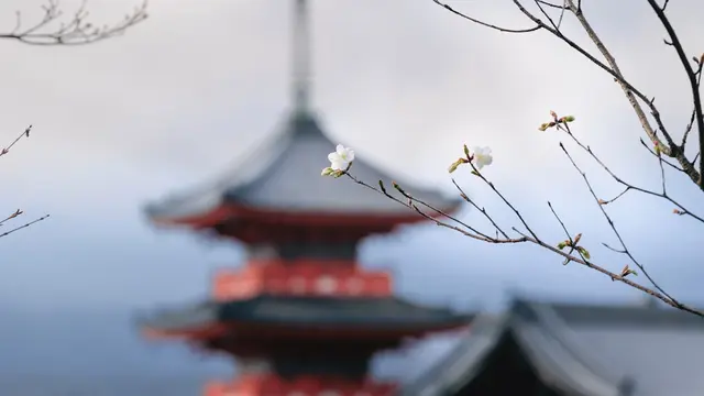 Japan cherry blossom temple Kyoto