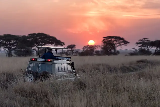 Elephants on an African safari at sunrise