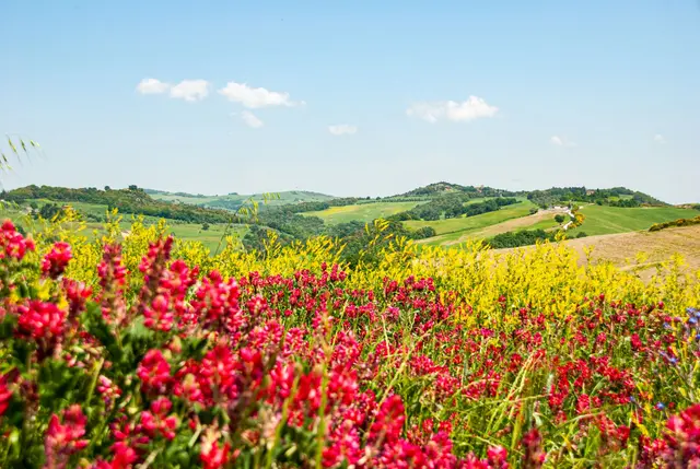 Italy in spring - Tuscany blooming countryside