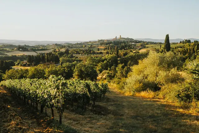Italy in autumn - Tuscan vineyards at harvest
