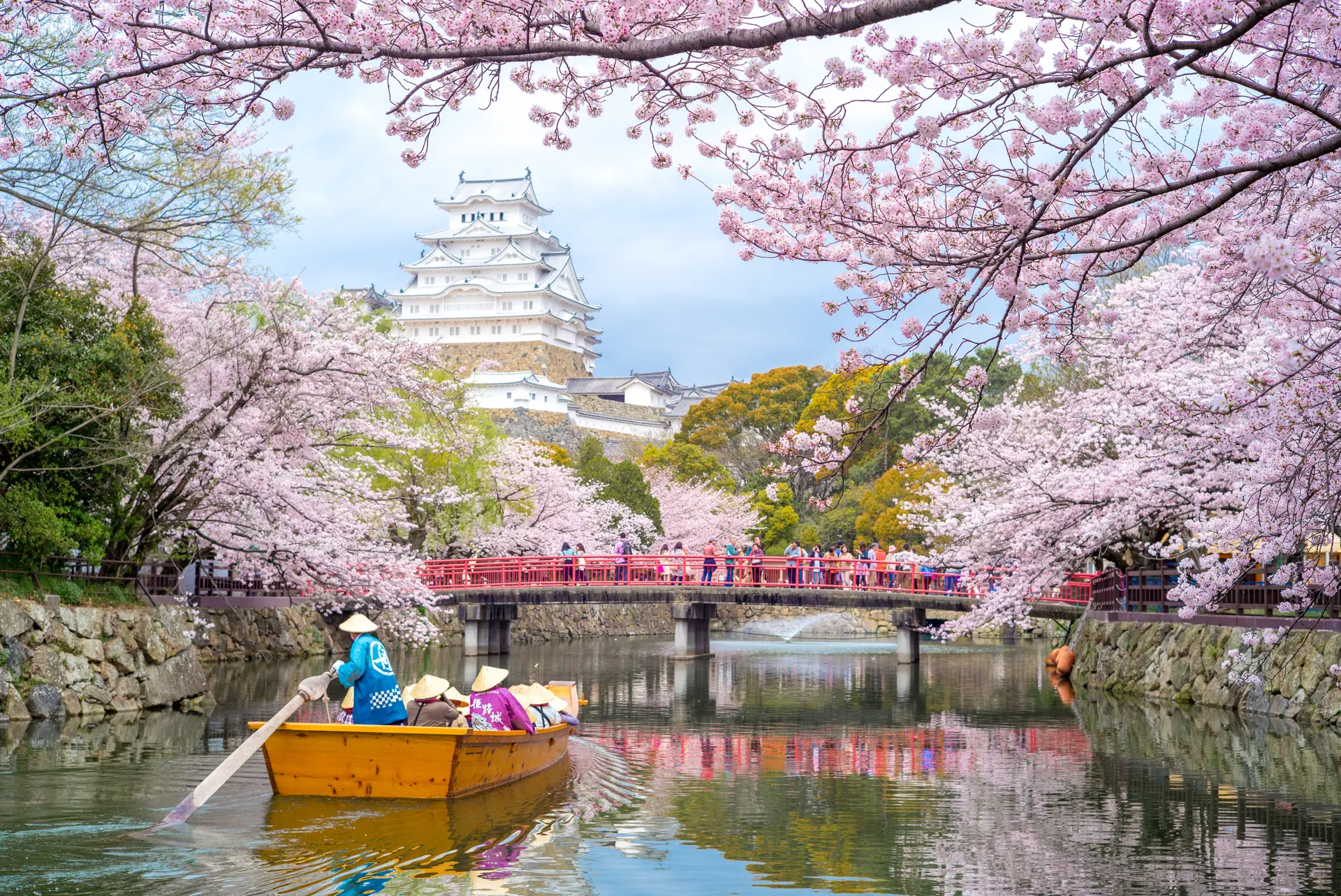 Cherry blossom season in Japan